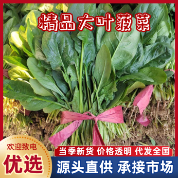 推荐】大叶菠菜河南菠菜规格齐全大量上市对接全国