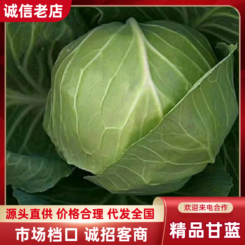 【精品甘蓝】博爱甘蓝新鲜上市万亩基地产地直销大量供应