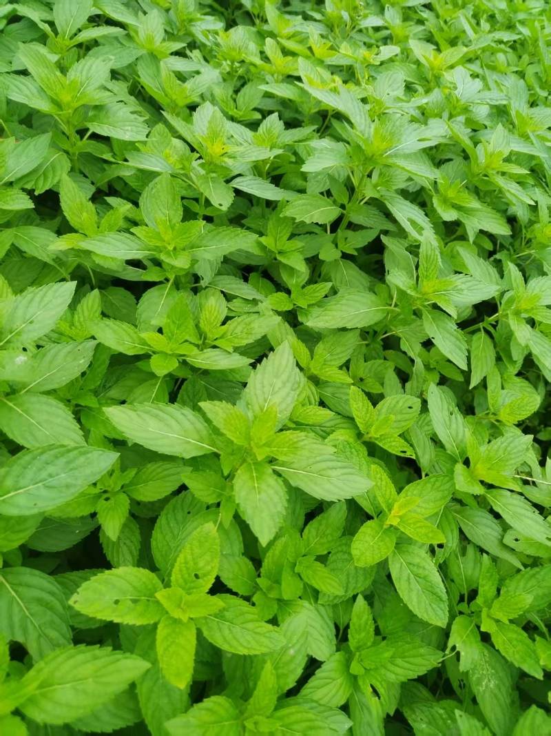 新鲜薄荷尖现摘现发自己薄荷基地一手货源可视频看货