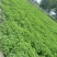 新鲜薄荷尖现摘现发自己薄荷基地一手货源可视频看货