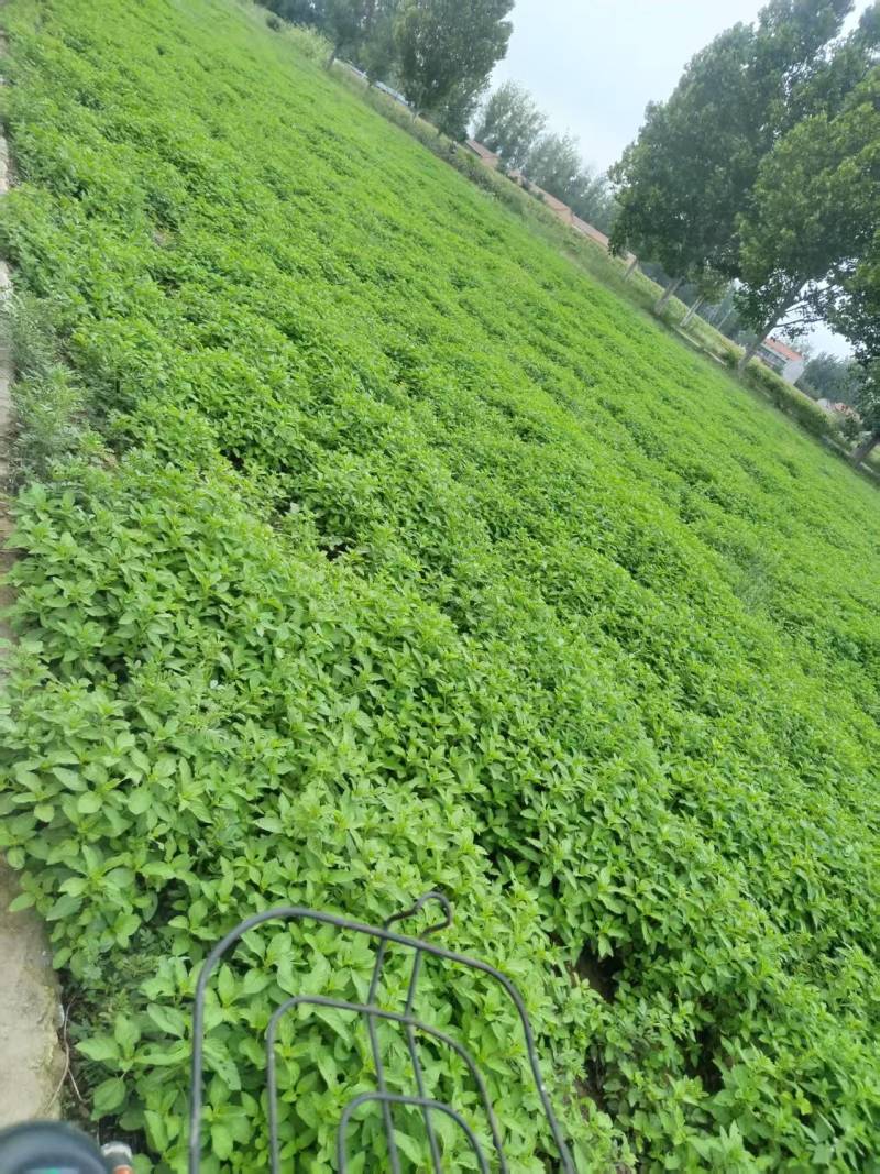新鲜薄荷尖现摘现发自己薄荷基地一手货源可视频看货