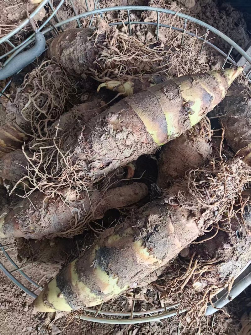 山东香芋自家种植，没用一滴农药化肥的生态香芋，欢迎电联