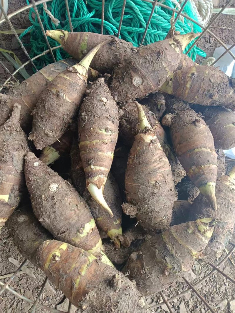 山东香芋自家种植，没用一滴农药化肥的生态香芋，欢迎电联
