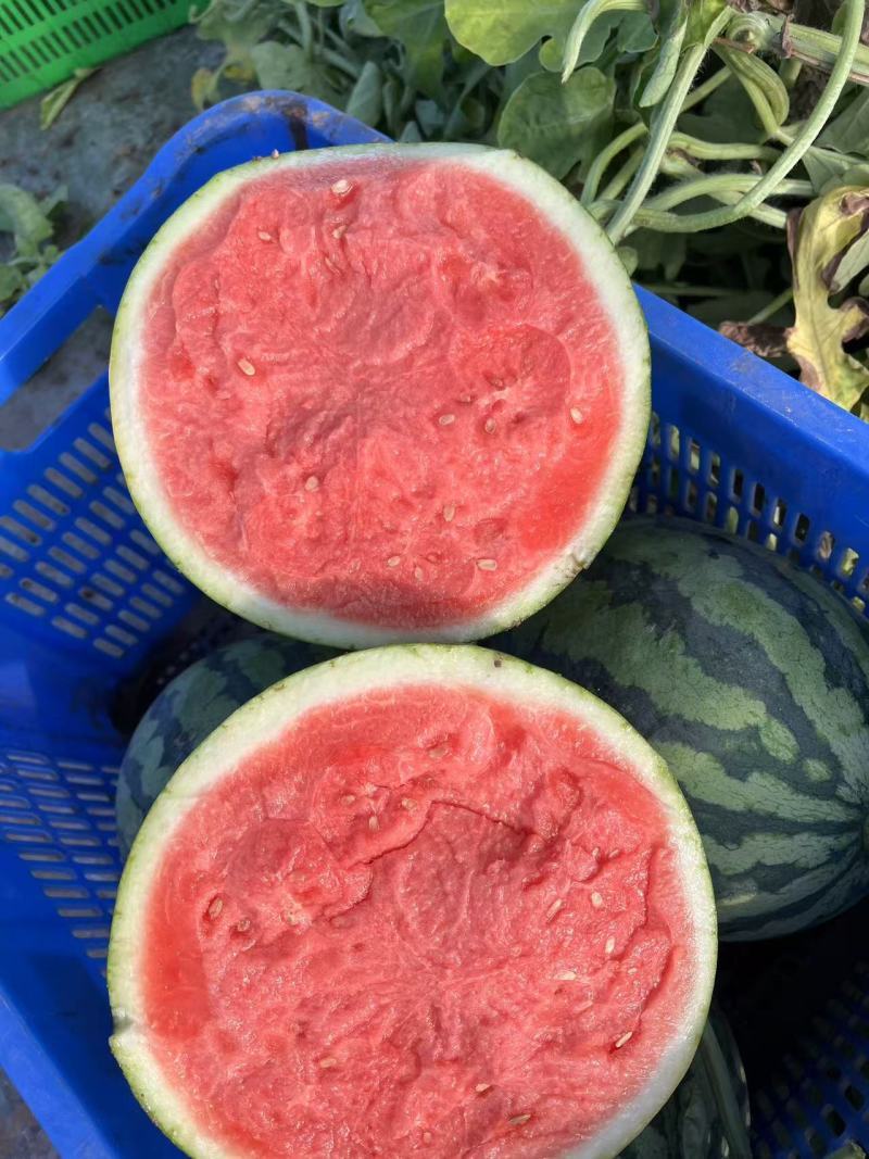 夏邑8424麒麟西瓜产地代办五一至国庆稳定供货