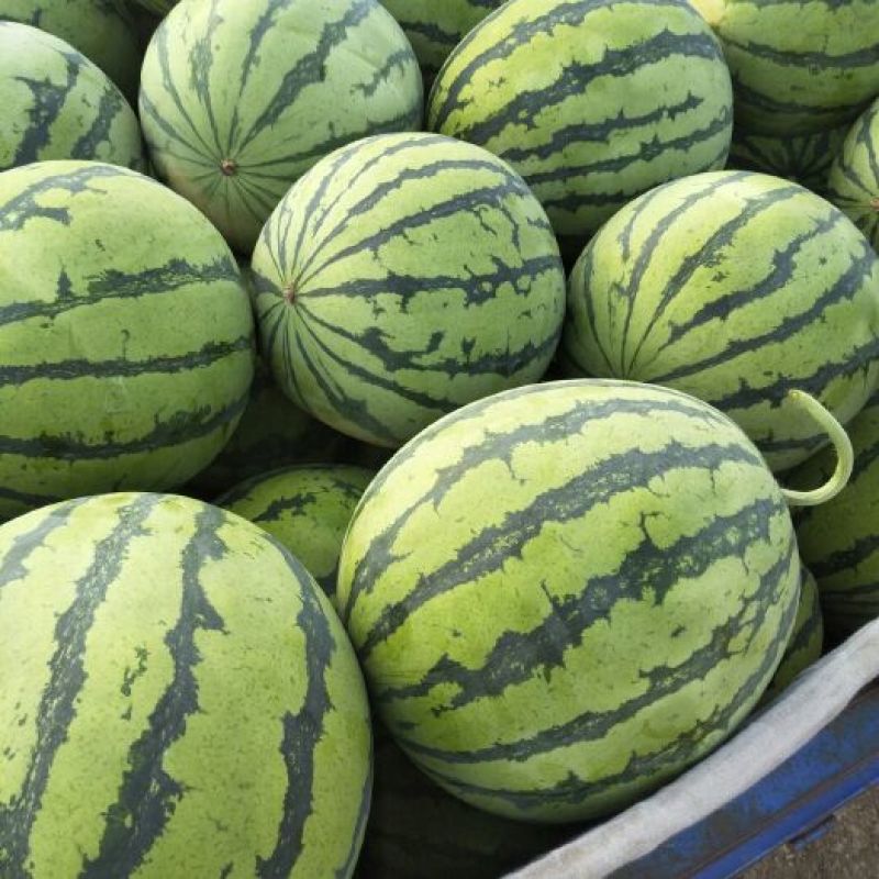 夏邑8424麒麟西瓜产地代办五一至国庆稳定供货