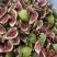 无花果干大量新鲜现货品质优良欢迎选购