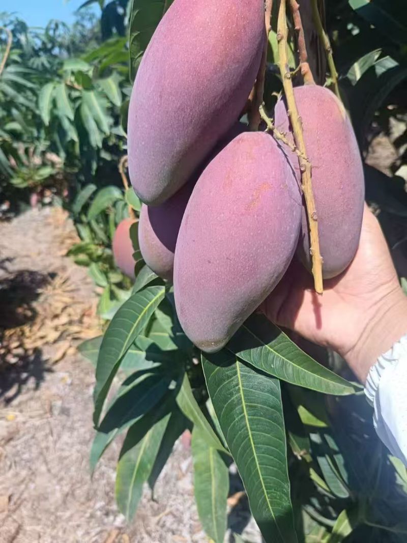贵妃芒芒果整车可发几十万斤可对接全国客商品质保障