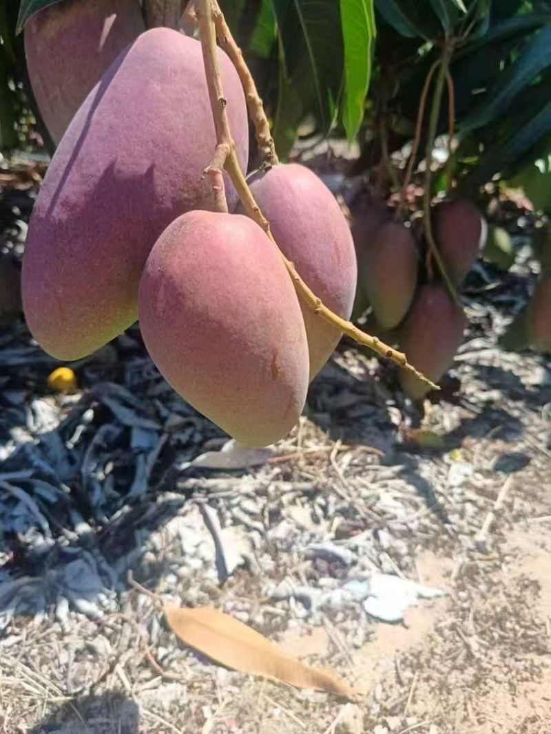 贵妃芒芒果整车可发几十万斤可对接全国客商品质保障