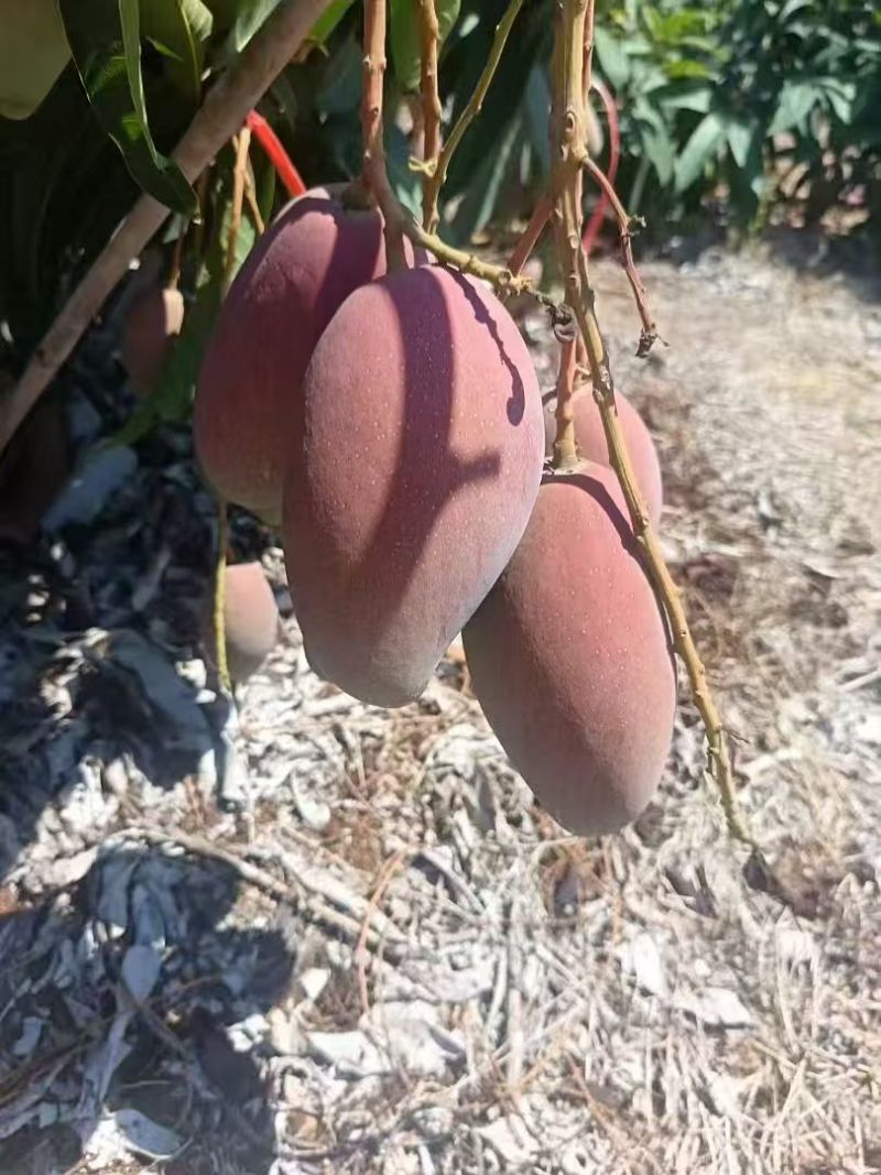 贵妃芒芒果整车可发几十万斤可对接全国客商品质保障