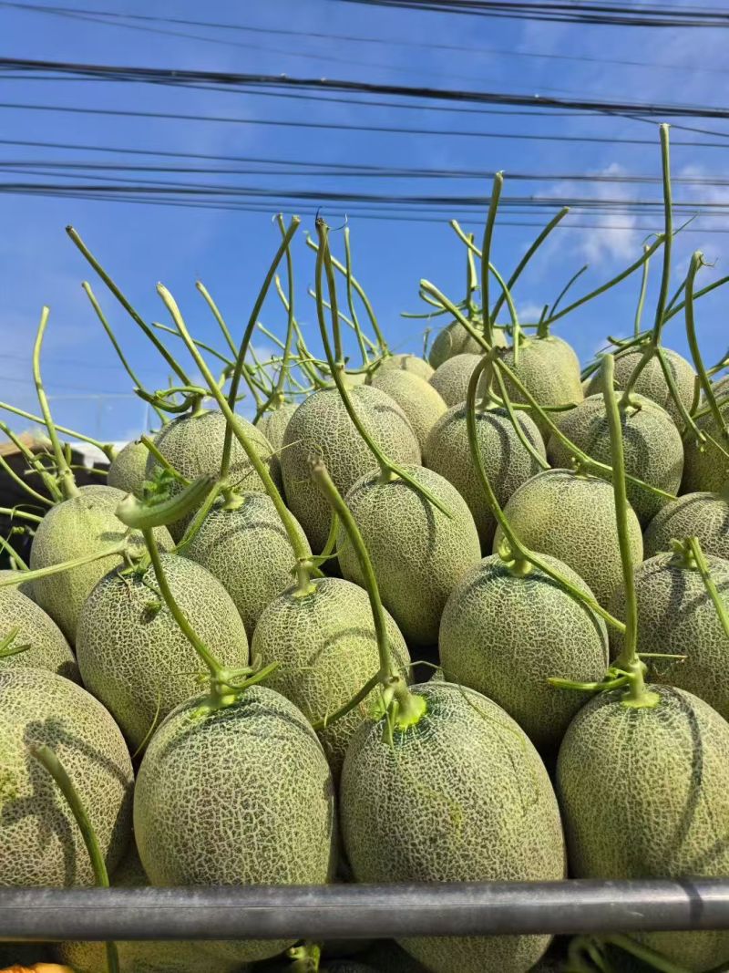 晓蜜25哈密瓜品类齐全产地直发量大从优可对接全国客商