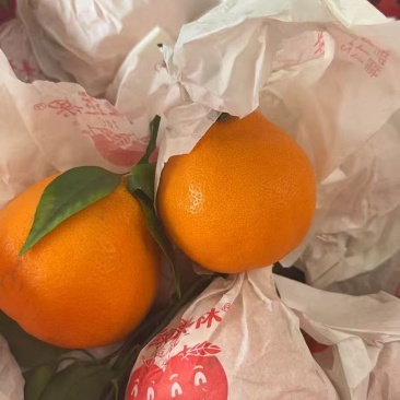耙耙柑高次