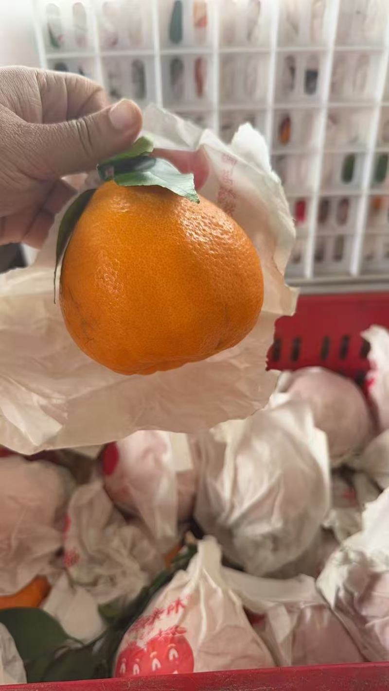 耙耙柑高次
