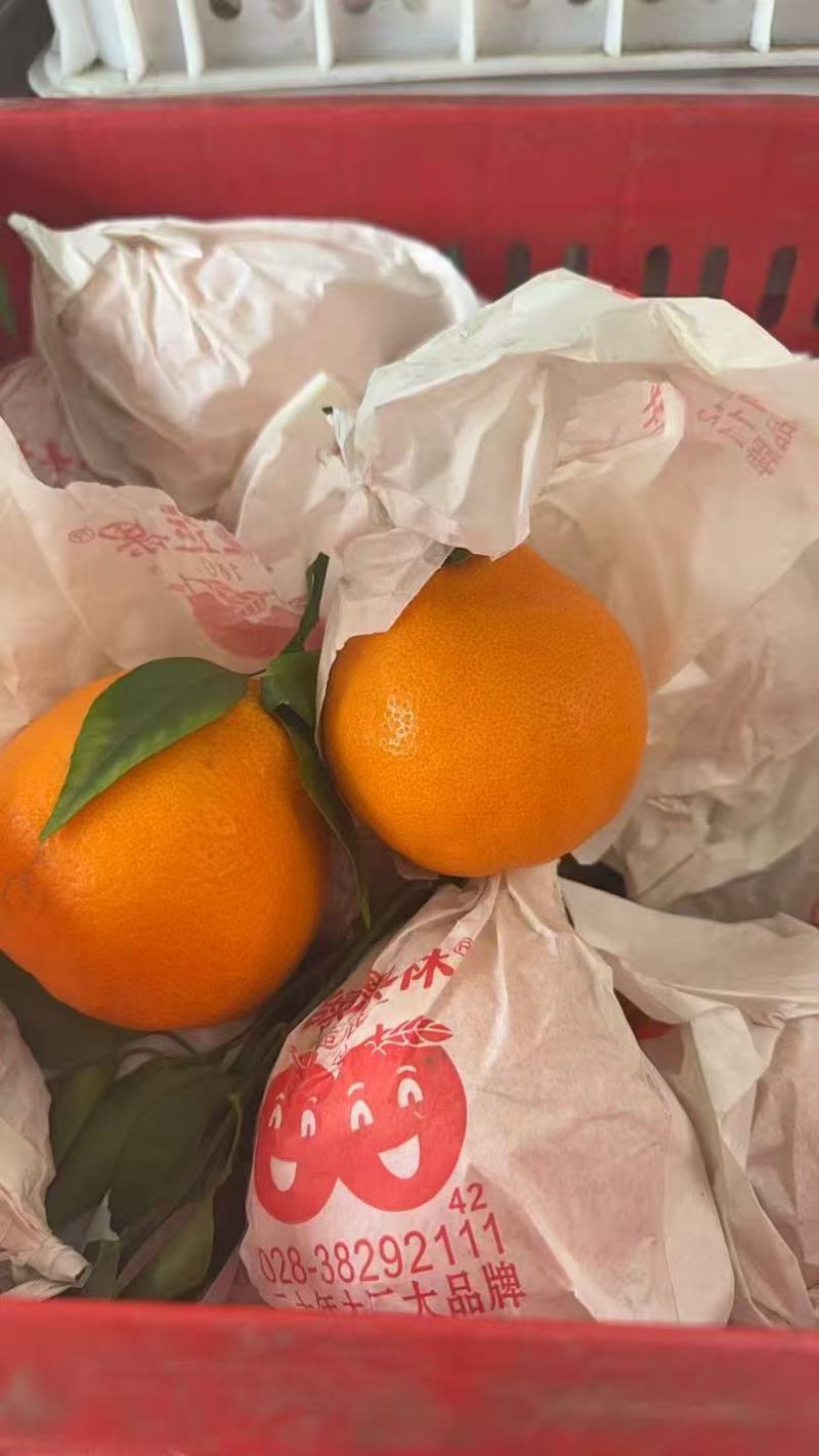 耙耙柑高次