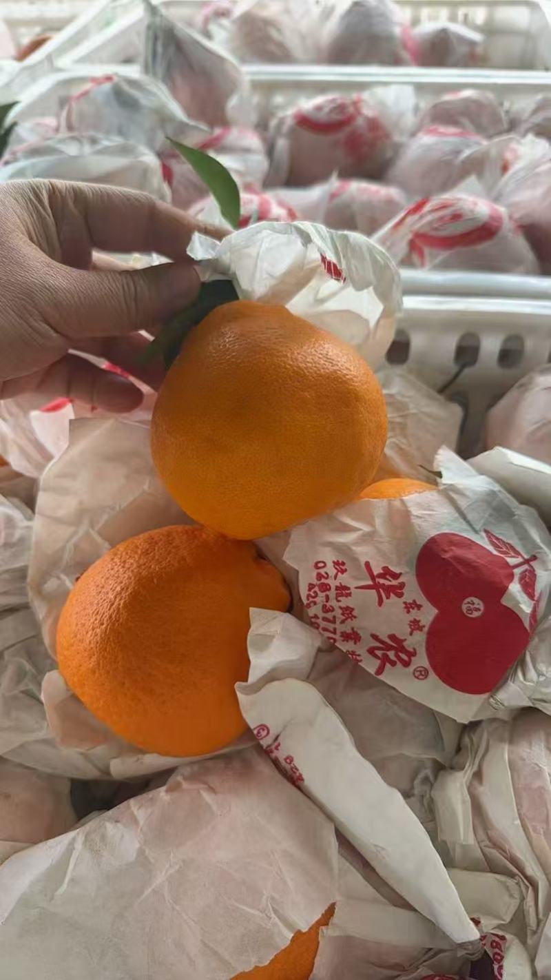 耙耙柑高次