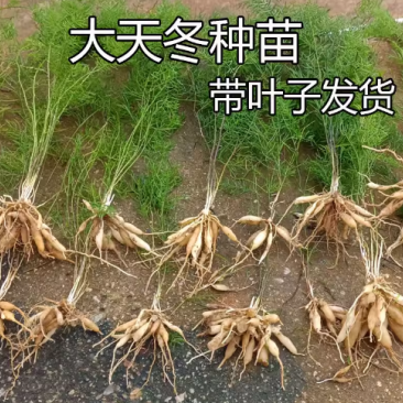 大天冬苗