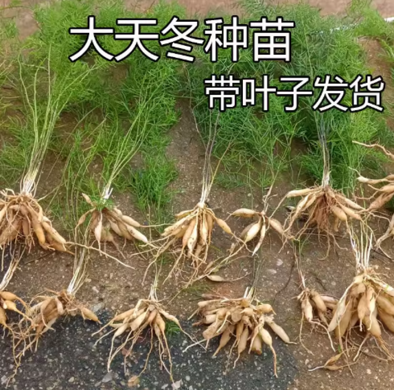 大天冬苗