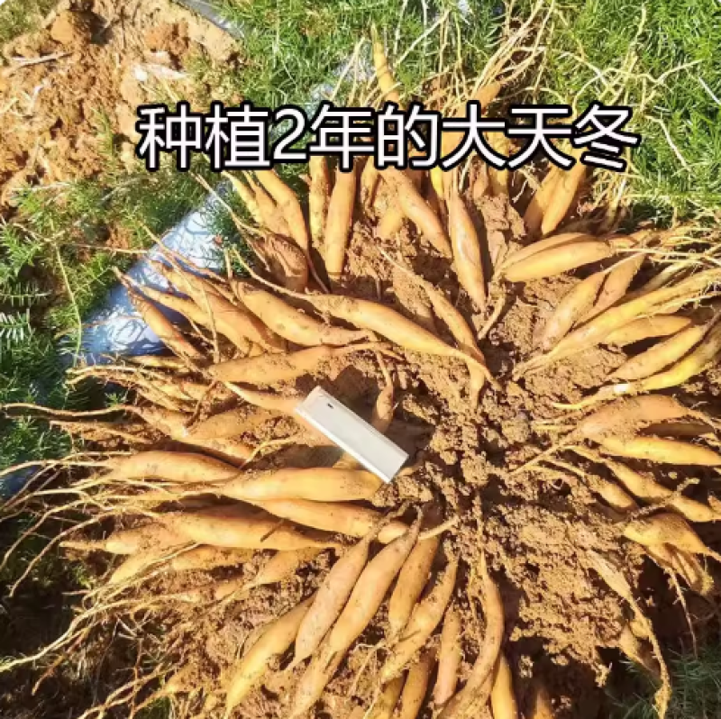 大天冬苗