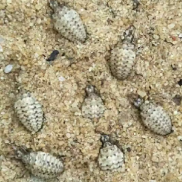 金沙牛活虫