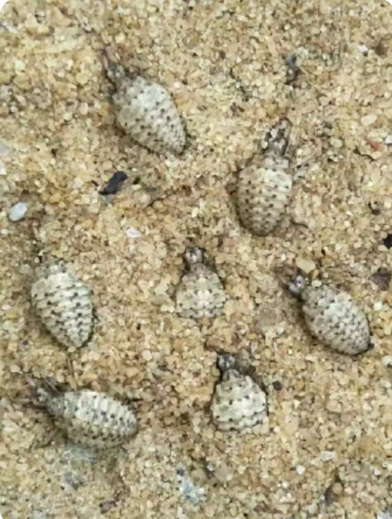 金沙牛活虫