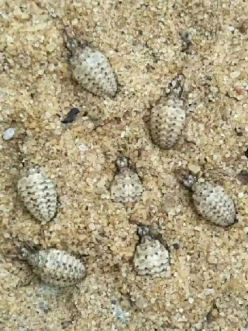 金沙牛活虫