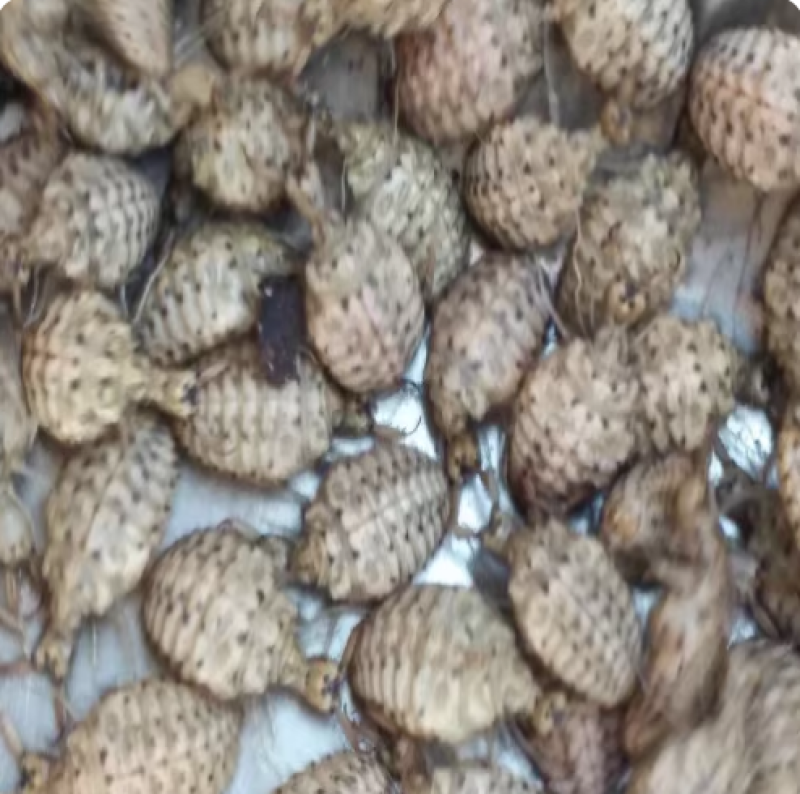 金沙牛活虫