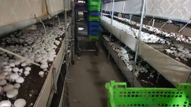 双孢菇基地直发一条龙服务稳定供应市场批发电商团购价优