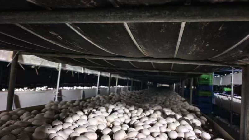 双孢菇基地直发一条龙服务稳定供应市场批发电商团购价优