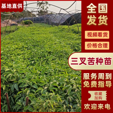 广西优质三叉苦种苗，成活高包技术苗场直发全国发货