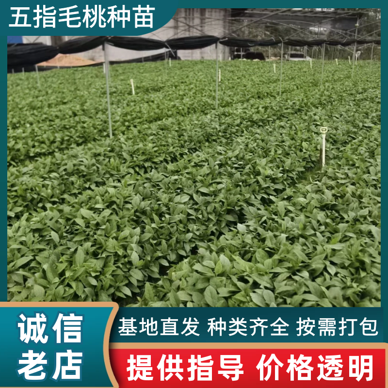 优质五指毛桃种苗，根系发达，成活率高，产地直供量大优惠