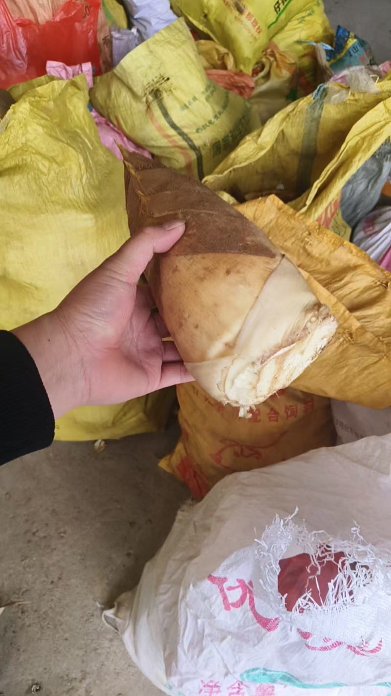 黄山春笋毛竹笋鲜笋产地直发一条龙服务可批发货源足价格低