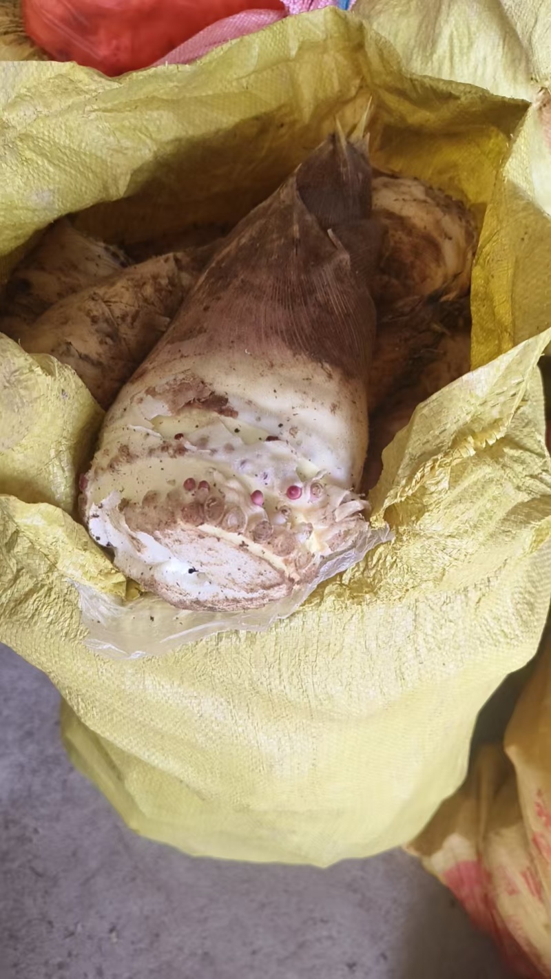 黄山春笋毛竹笋鲜笋产地直发一条龙服务可批发货源足价格低