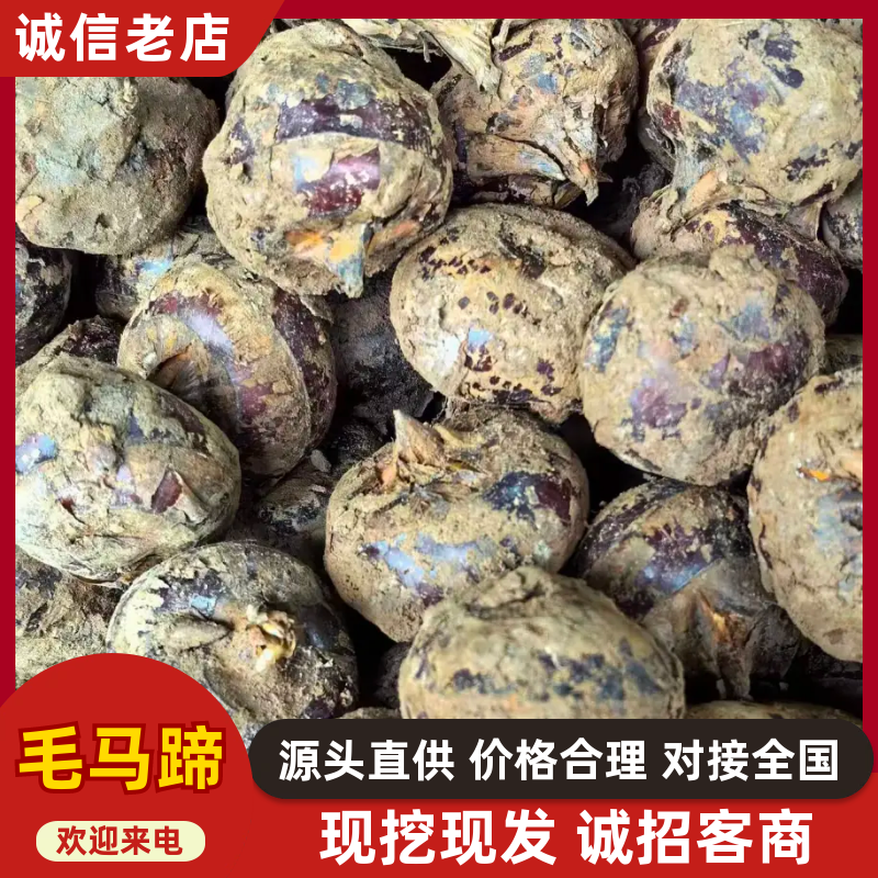 白马蹄