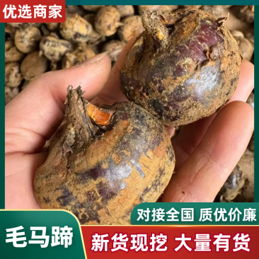 毛马蹄荸荠产地直发一条龙服务可对接批发电商团购