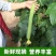 丝瓜达人对接电商一件代发商超社团价格随行就市