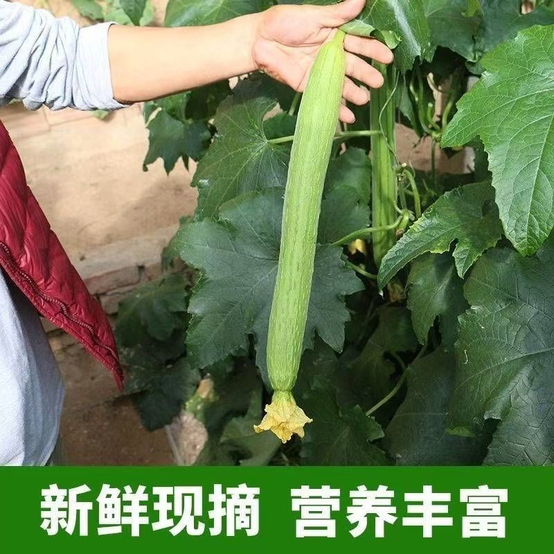丝瓜达人对接电商一件代发商超社团价格随行就市