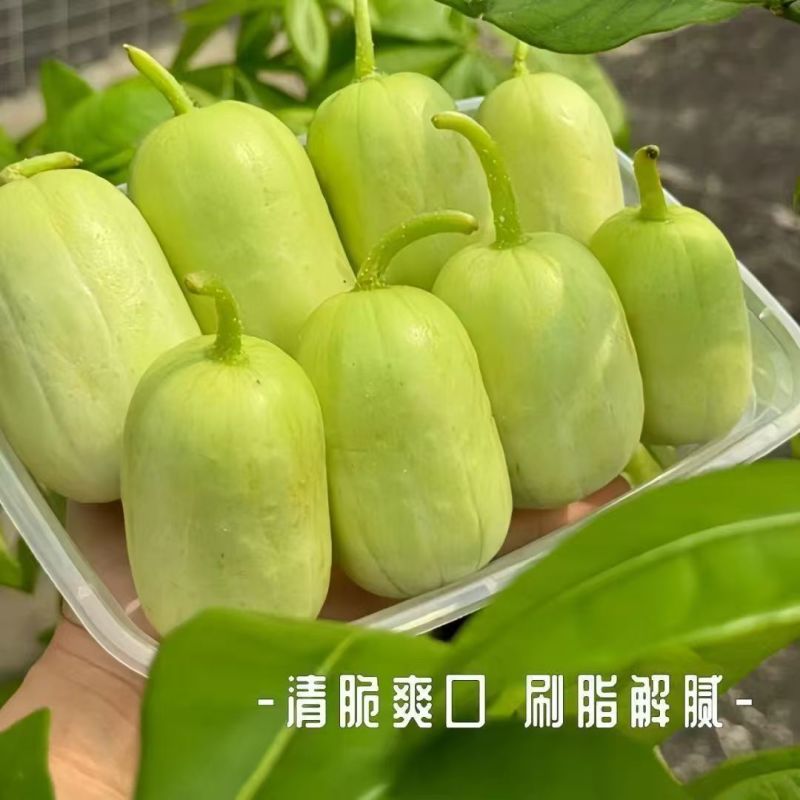玉女黄瓜达人对接一件代发商超社团价格随行就市