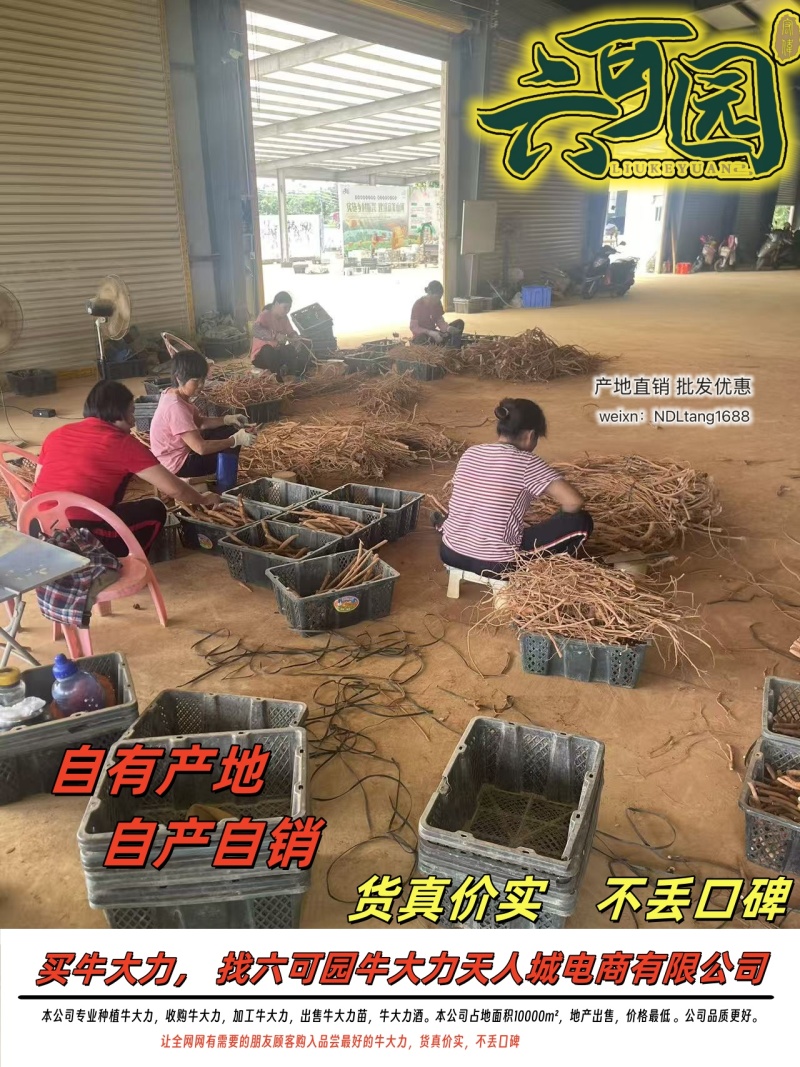 基地直供新鲜大叶牛大力薯质大牛现挖现发可视频看货