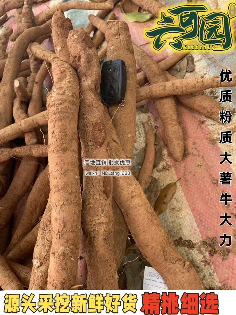 基地直供新鲜大叶牛大力薯质大牛现挖现发可视频看货