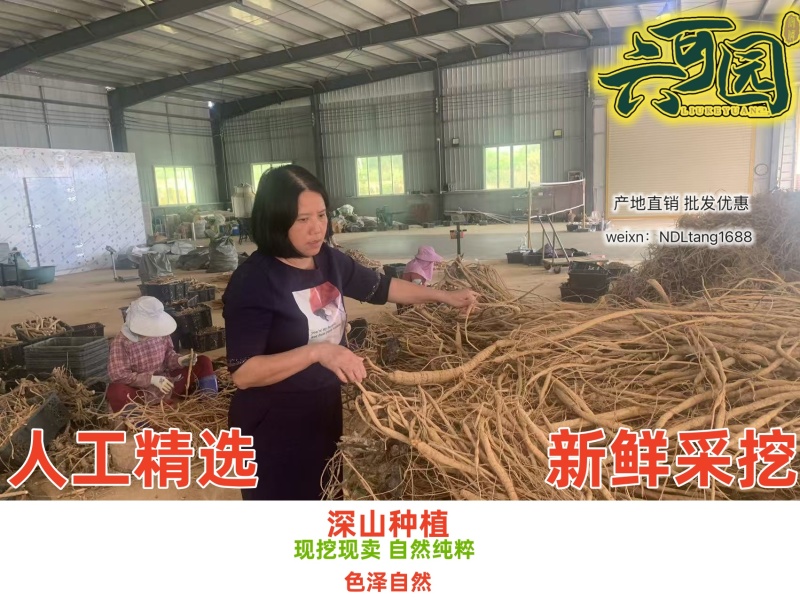 基地直供新鲜大叶牛大力薯质大牛现挖现发可视频看货