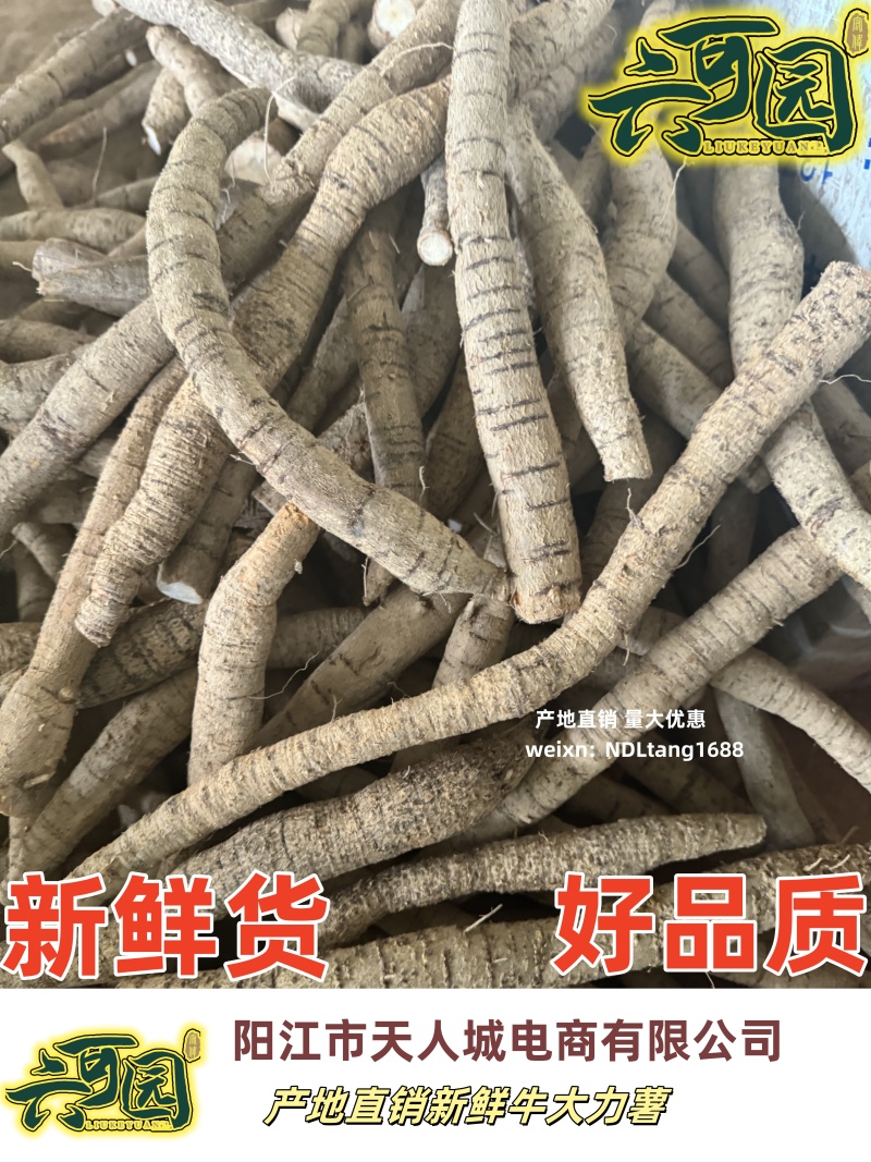 基地直供新鲜大叶牛大力薯质大牛现挖现发可视频看货