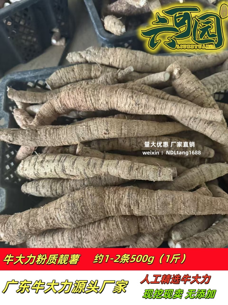 基地直供新鲜大叶牛大力薯质大牛现挖现发可视频看货