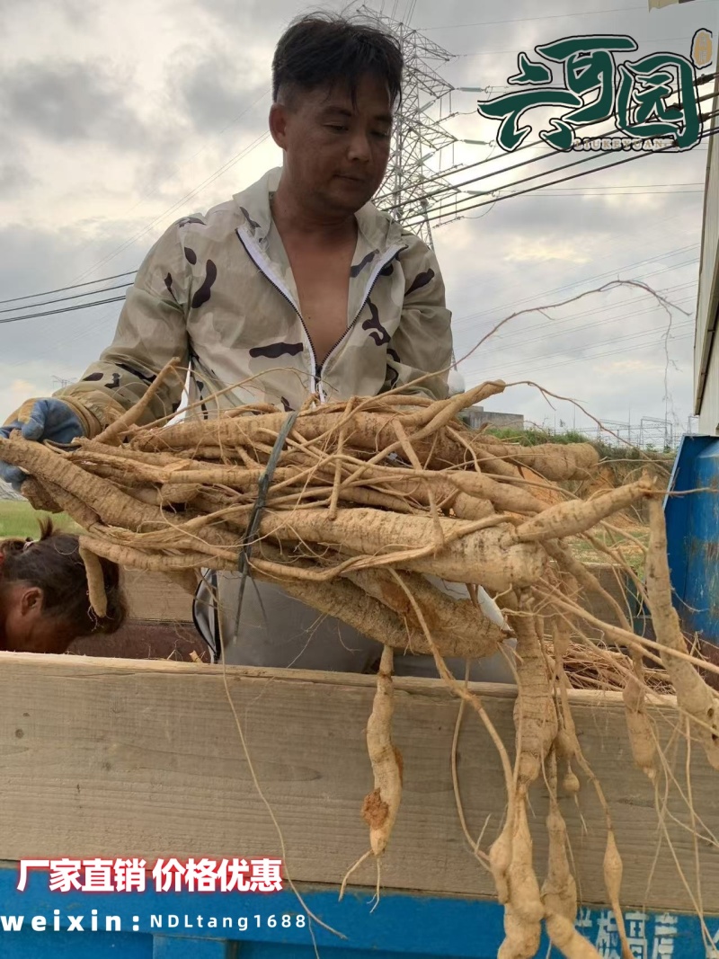 基地直供新鲜大叶牛大力薯质大牛现挖现发可视频看货
