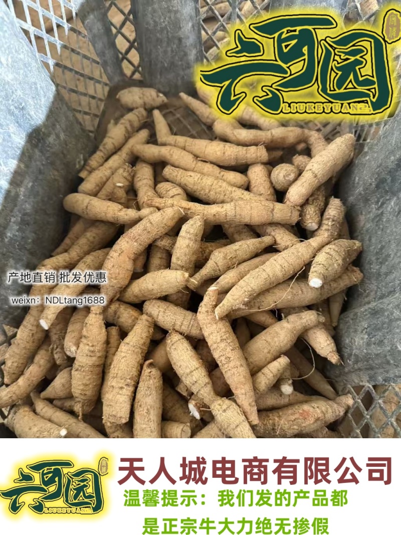 基地直供新鲜大叶牛大力薯质大牛现挖现发可视频看货