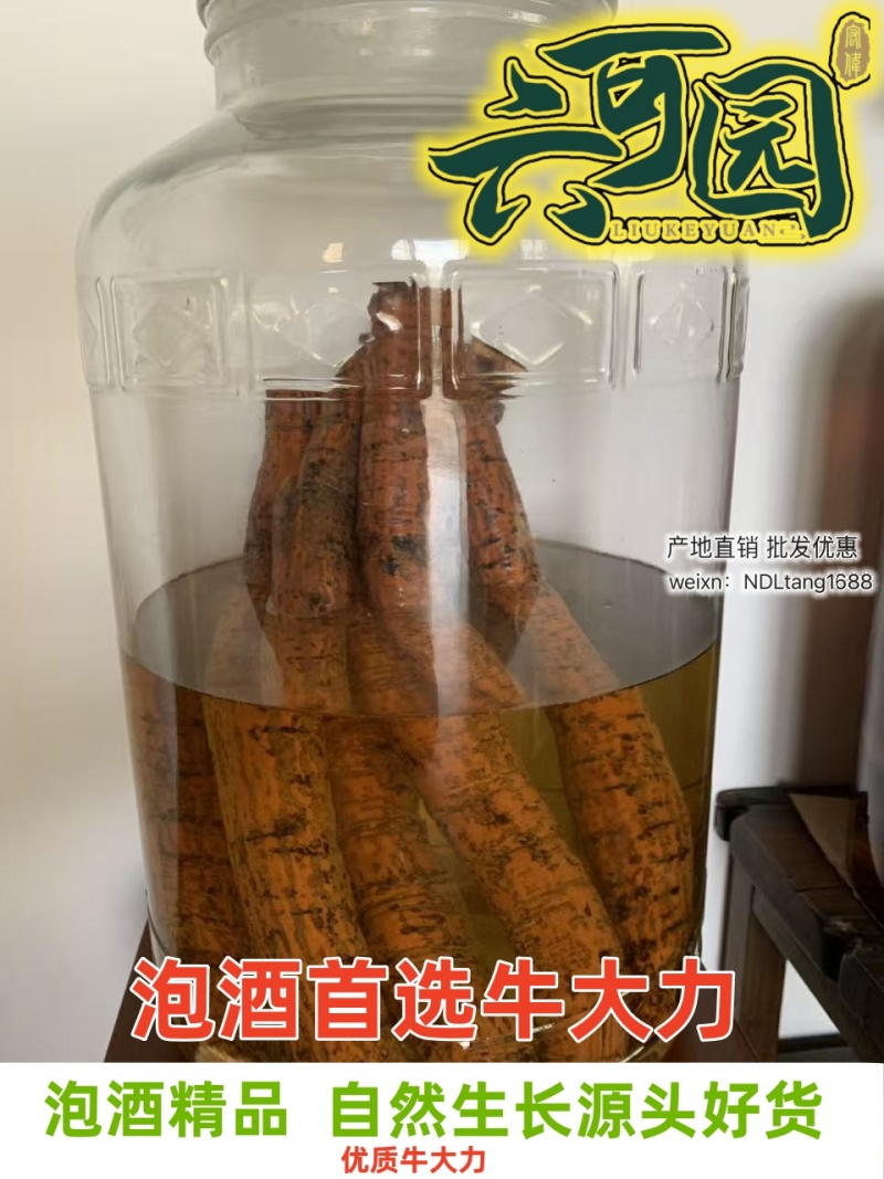 基地直供新鲜大叶牛大力薯质大牛现挖现发可视频看货
