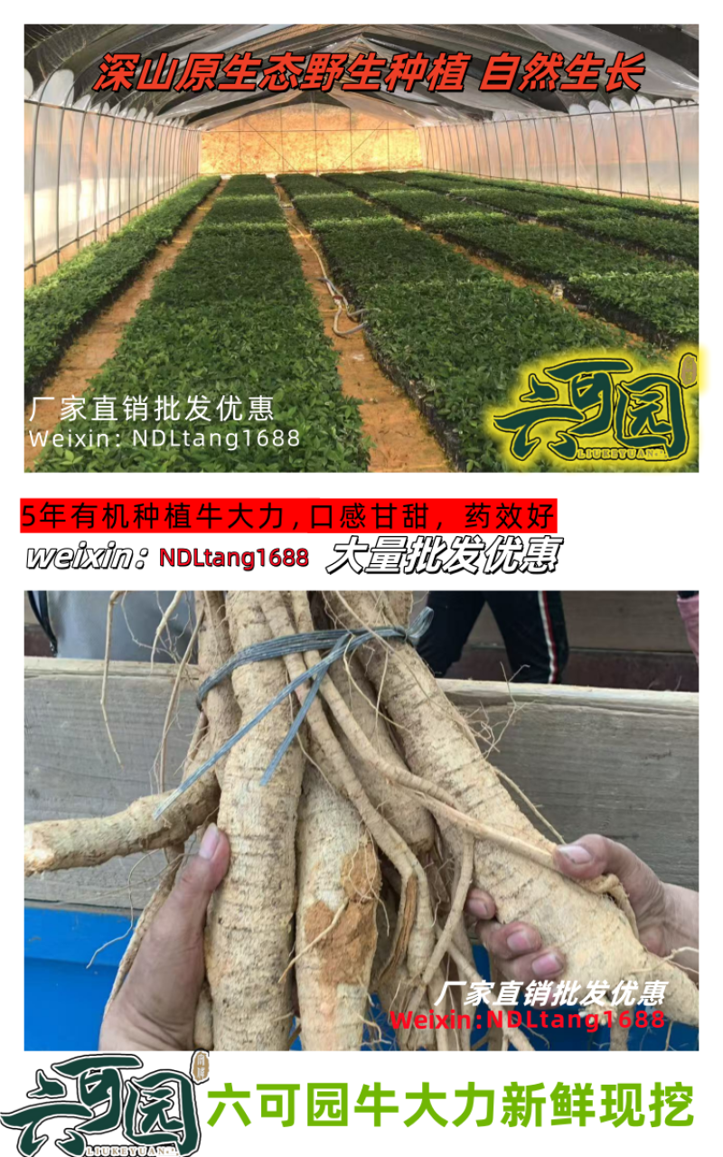基地直供新鲜大叶牛大力薯质大牛现挖现发可视频看货