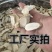 基地直供新鲜大叶牛大力粉质薄片现挖现发可视频看货
