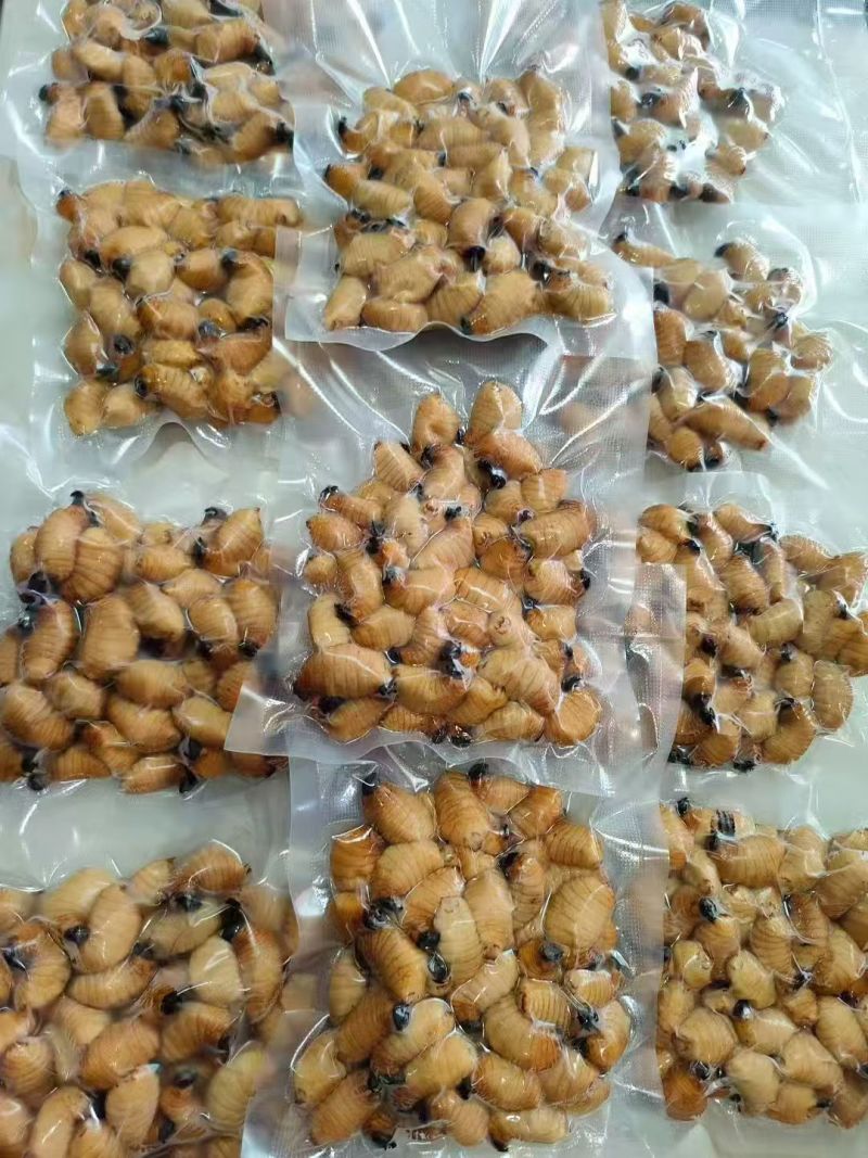 竹虫成品虫货量充足价格实惠量大从优对接全国市场欢迎来电