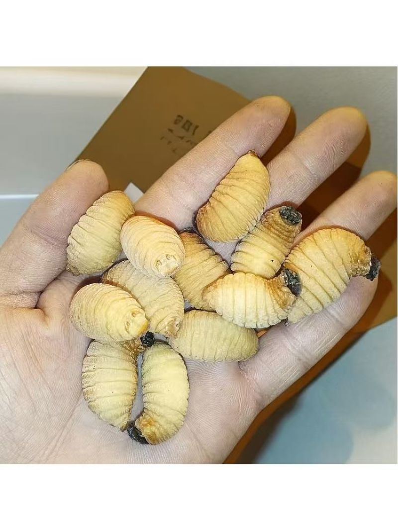 竹虫成品虫货量充足价格实惠量大从优对接全国市场欢迎来电