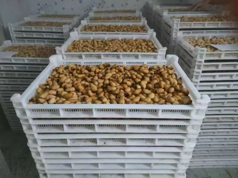 竹虫成品虫货量充足价格实惠量大从优对接全国市场欢迎来电
