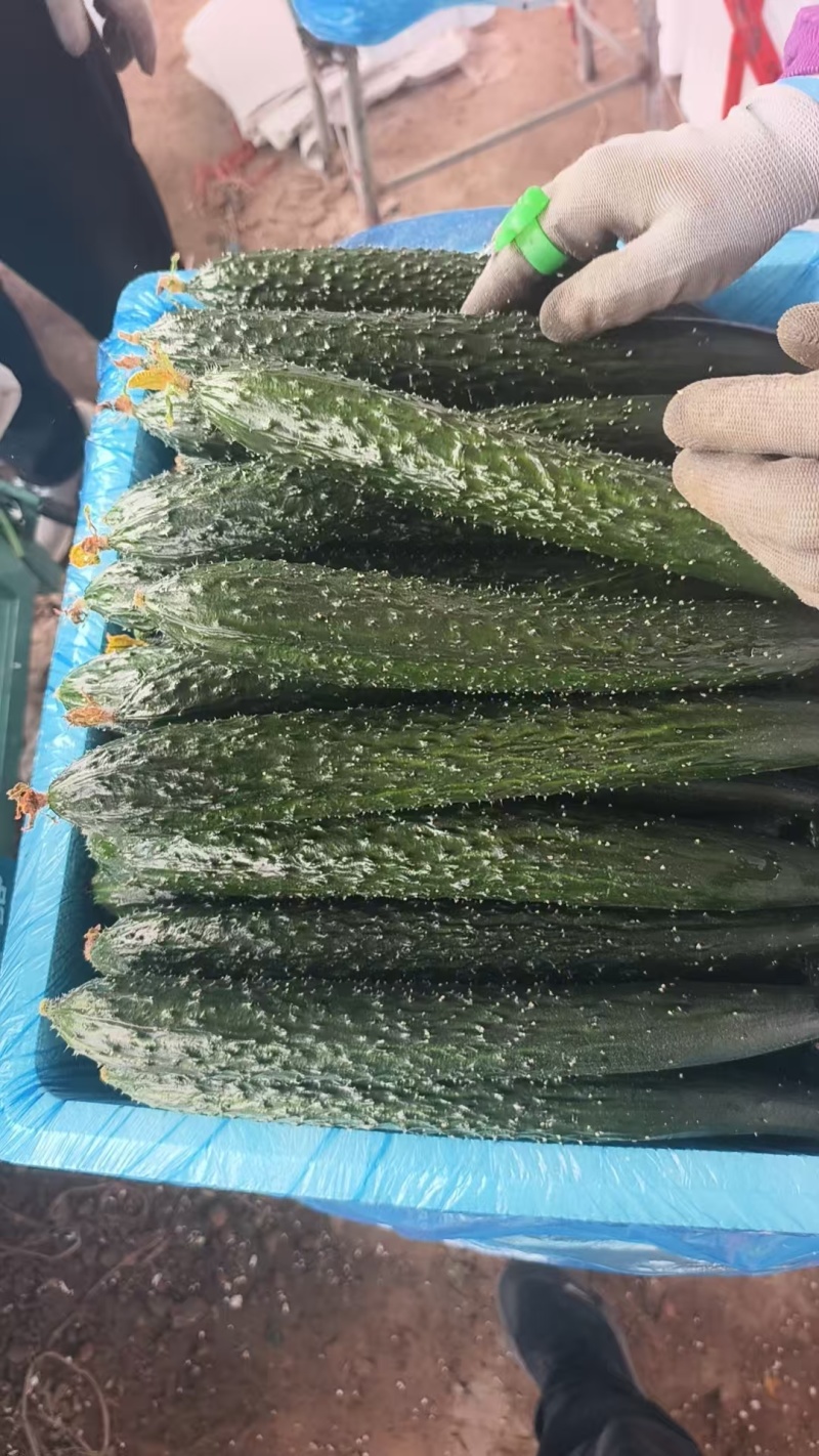 山东精品密刺黄瓜大量上市条型好市场超市以及加工厂切片